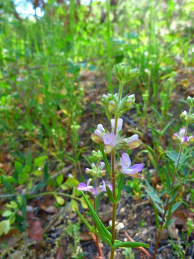 Collinsia bartsiifolia, photographed by Zack Abbey