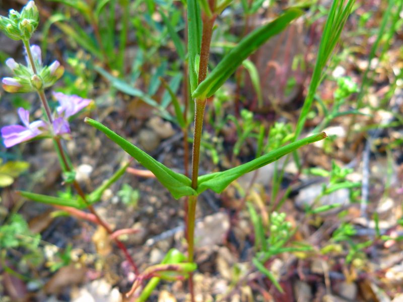 Collinsia bartsiifolia, photographed by Zack Abbey
