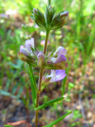 Collinsia bartsiifolia, photographed by Zack Abbey