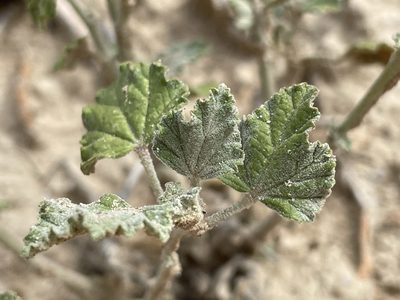 Sphaeralcea parvifolia, photographed by Bobby McCabe