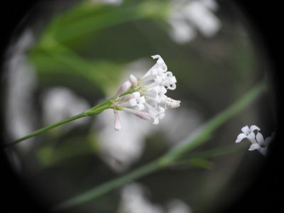 Cynanchica pyrenaica, photographed by Yves Bas