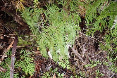 Gleichenia microphylla, photographed by Oscar Dove