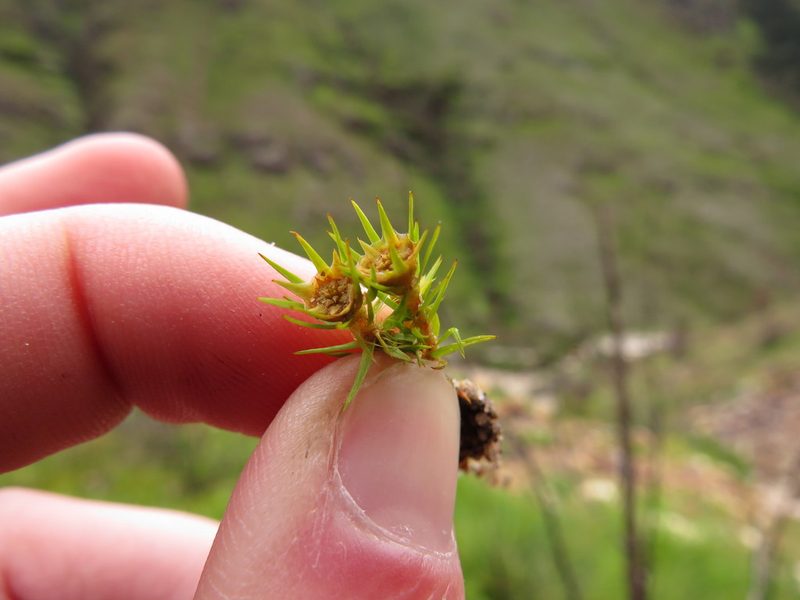 Polytrichum perigoniale, photographed by Jeremy Gilmore