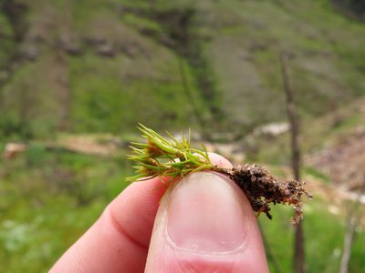 Polytrichum perigoniale, photographed by Jeremy Gilmore