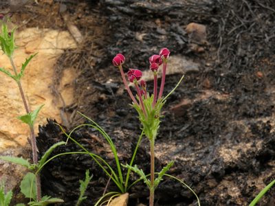 Zaluzianskya capensis, photographed by Jeremy Gilmore