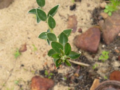 Podalyria biflora, photographed by Jeremy Gilmore