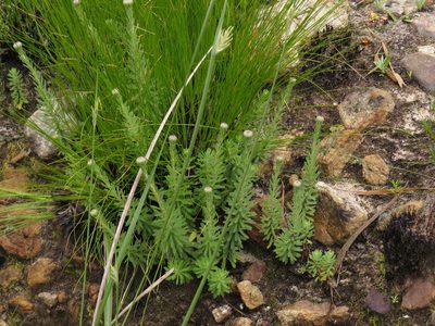Osmitopsis afra, photographed by Jeremy Gilmore