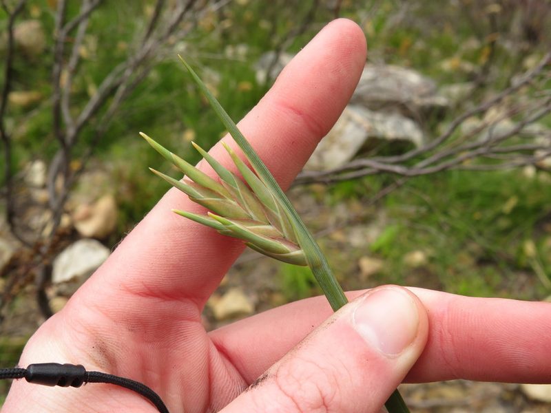 Bobartia gladiata, photographed by Jeremy Gilmore