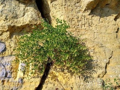 Zygophyllum fabago, photographed by Anna Petrosyan