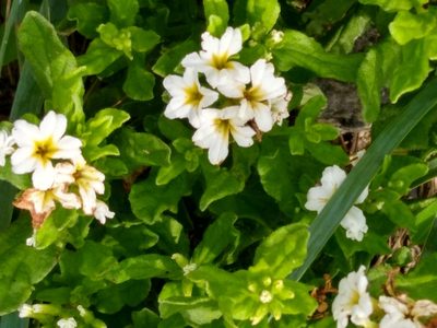 Tournefortia sibirica, photographed by Anna Petrosyan