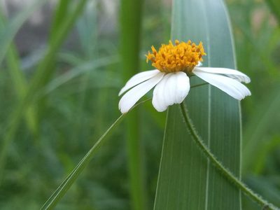 Bidens bipontina, photographed by Rodolfo Salinas Villarreal
