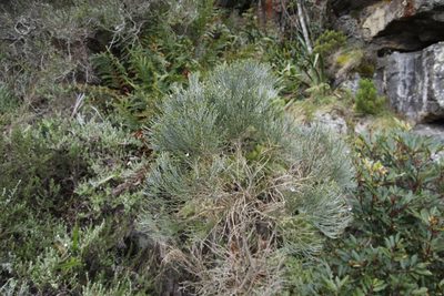 Psoralea congesta, photographed by Tony Rebelo