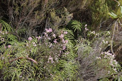 Erica brevifolia, photographed by Tony Rebelo