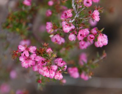 Erica cristiflora, photographed by Tony Rebelo