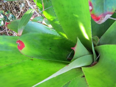 Neoregelia cruenta, photographed by Victor Farjalla Pontes