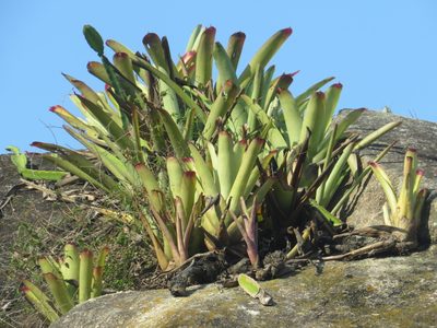 Neoregelia cruenta, photographed by Victor Farjalla Pontes