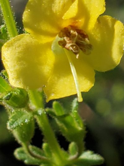 Seymeria texana, photographed by Jo Roberts