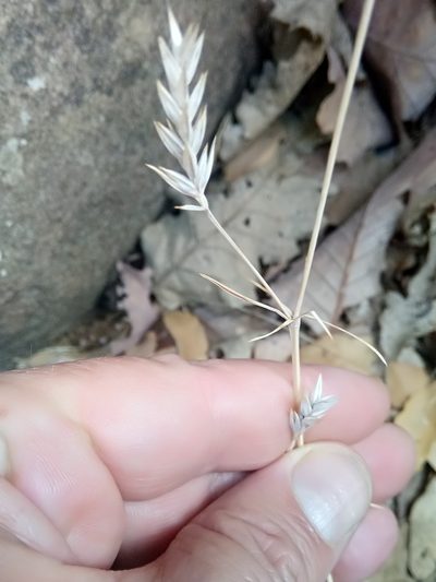 Crucianella angustifolia, photographed by Karim Haddad