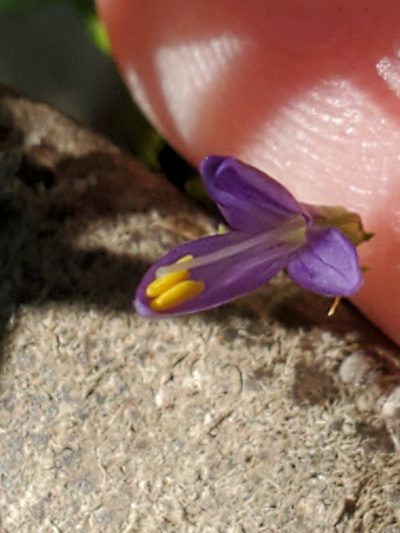Carlowrightia linearifolia, photographed by Jo Roberts