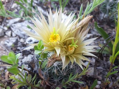 Pelecyphora missouriensis, photographed by L Penn