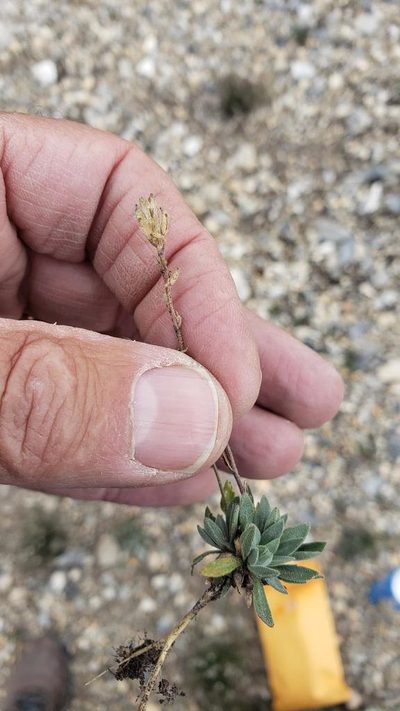 Braya glabella, photographed by John Gaskin