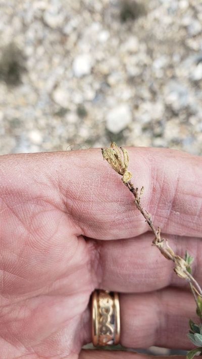 Braya glabella, photographed by John Gaskin