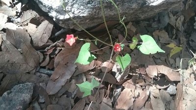 Ipomoea cristulata, photographed by gsexauer