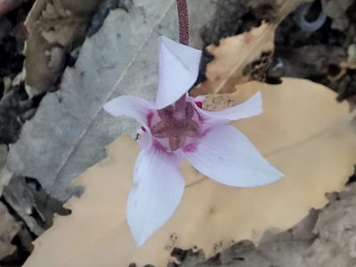 Cyclamen africanum, photographed by Karim Haddad