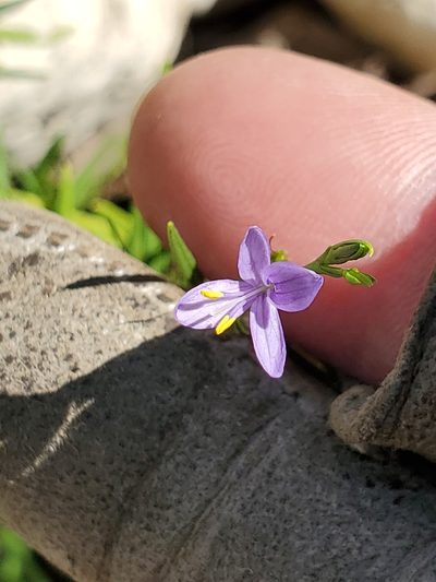 Carlowrightia linearifolia, photographed by Jo Roberts