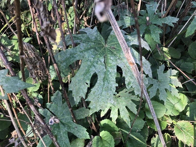 Napaea dioica, photographed by Mike B