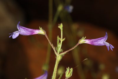 Penstemon filiformis, photographed by Steve Matson