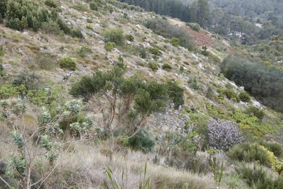 Psoralea congesta, photographed by Tony Rebelo