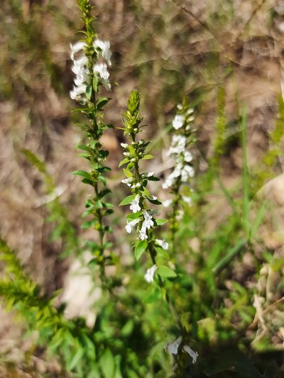Anarrhinum duriminium, photographed by Antón David Pérez Rodríguez