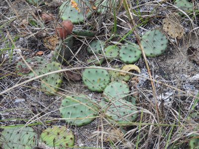 Opuntia cespitosa, photographed by Jay Solanki