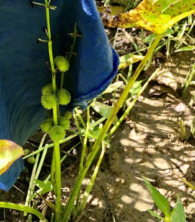 Sagittaria australis, photographed by Ken Kneidel