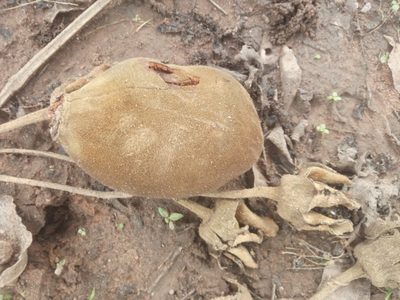Adansonia digitata, photographed by Sunday Berlioz KAKPO