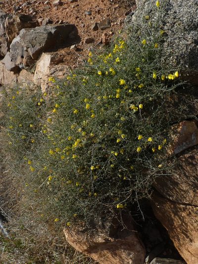 Nanorrhinum heterophyllum, photographed by gwynmwilliams