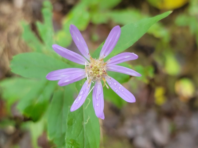 Symphyotrichum phlogifolium, photographed by Elias