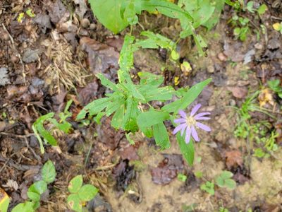 Symphyotrichum phlogifolium, photographed by Elias