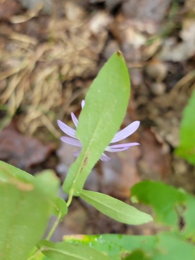 Symphyotrichum phlogifolium, photographed by Elias