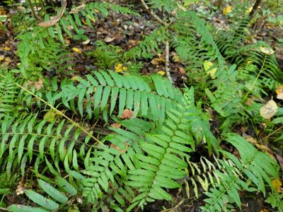 Diplaziopsis pycnocarpa, photographed by Elias