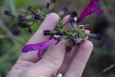 Salvia pentstemonoides, photographed by Eric Knight