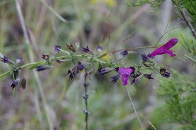 Salvia pentstemonoides, photographed by Eric Knight