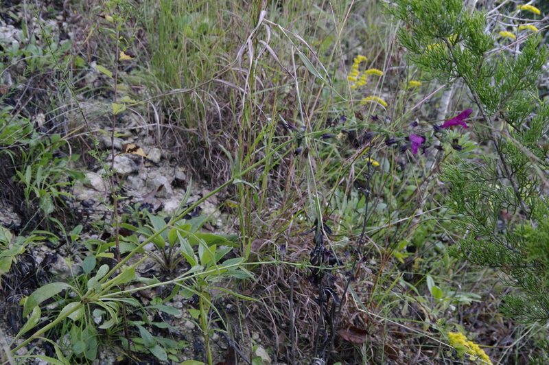 Salvia pentstemonoides, photographed by Eric Knight
