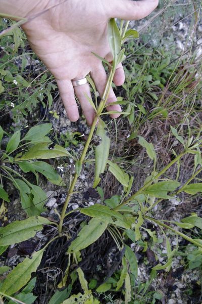 Salvia pentstemonoides, photographed by Eric Knight
