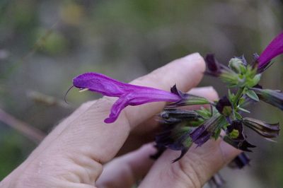 Salvia pentstemonoides, photographed by Eric Knight