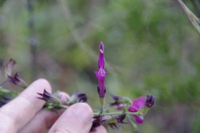 Salvia pentstemonoides, photographed by Eric Knight