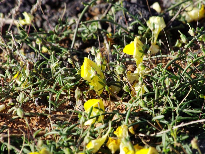 Nanorrhinum heterophyllum, photographed by gwynmwilliams