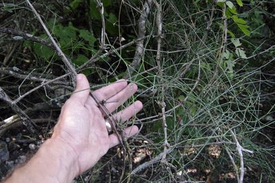 Ephedra pedunculata, photographed by Eric Knight