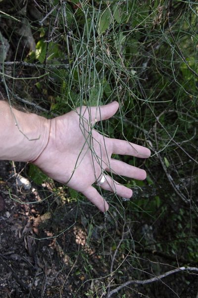 Ephedra pedunculata, photographed by Eric Knight